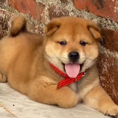 中华田园犬小型幼犬长不大高智商土狗仔宠物好养土狗崽本地家养活