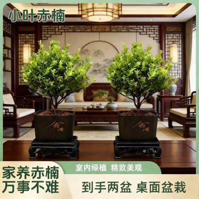 ���ڲ���������һ������СҶ����辰��������ֲ�ﻨ�ܰ칫�Һ�������С��ֲ 8.77Ԫ