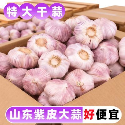 【十足干】山东紫皮大蒜头金乡多瓣白红皮新干蒜整箱净重便宜包邮