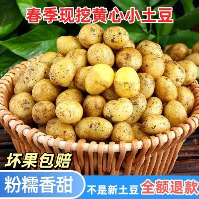 春季现挖迷你小土豆新鲜黄皮黄心新土豆粉糯洋芋马铃薯蔬菜批发