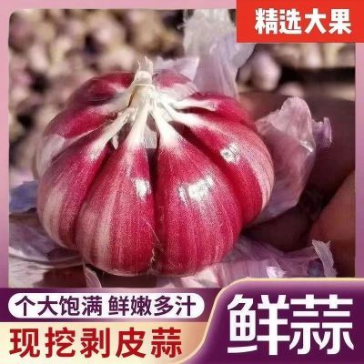 2026鲜蒜云南紫皮大蒜多瓣新鲜正宗香蒜红皮糖醋现挖批发价