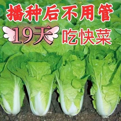 19天速生快菜四季奶油快菜鲜嫩阳台易播耐热抗病蔬菜种子大全