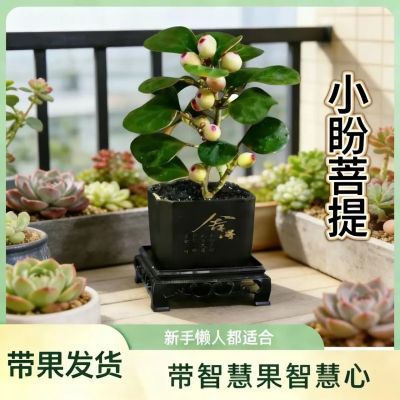 ���ڲ�����С���������԰칫���������ڻ��辰��Ҷ�ļ������������ֲ���� 9.8Ԫ