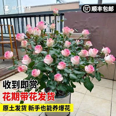 ���ڲ�������ɯ�¼�����õ�廨��ľ�����������ļ�����ͷ��ɯ�ش���Ũ�� 19.8Ԫ