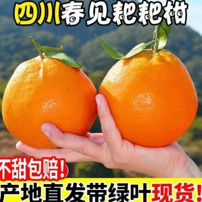 春见耙耙柑源头直供 爆汁应季新品现摘现发活动中