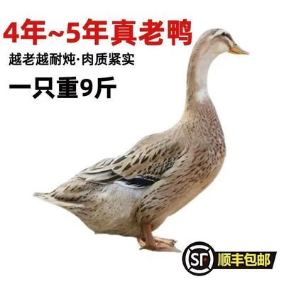 【顺丰包邮】农村散养4-5年老鸭土鸭水鸭新鲜鸭肉鸭子整只现杀优惠商品图片