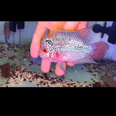 精品鸿运罗汉活体金花进口泰国鱼苗马骝热带鱼起头正品罗汉鱼大苗