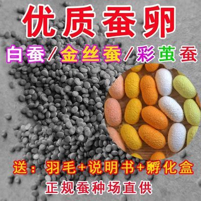 春蚕卵金丝蚕宝宝卵彩色茧蚕卵蚕七彩色蚕卵蚕种蚕子活体新鲜桑叶