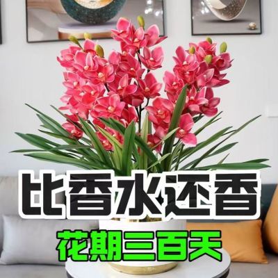 【爆款新品】十里飘香懒人清香玉球根花盆栽花卉大全耐寒四季开花
