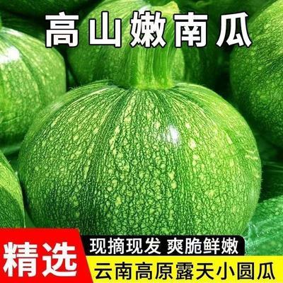 鲜嫩应季蔬菜小南瓜绿皮南瓜新鲜青皮圆形嫩南瓜小圆瓜