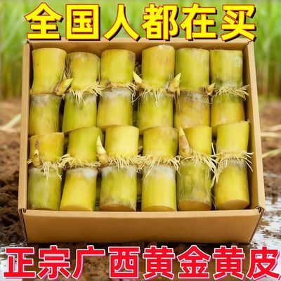 正宗广西云南黄金甘蔗薄皮南北易种批发