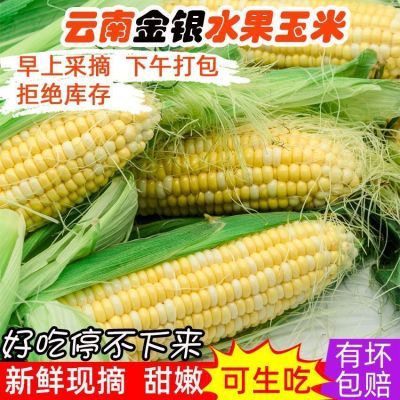 云南金银水果玉米新鲜玉米0.3/3/5/9斤甜玉米棒子包谷新鲜蔬菜优惠商品图片
