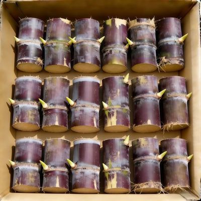 正宗广西云南黄金甘蔗薄皮南北易种批发