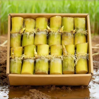 正宗广西云南黄金甘蔗薄皮南北易种批发