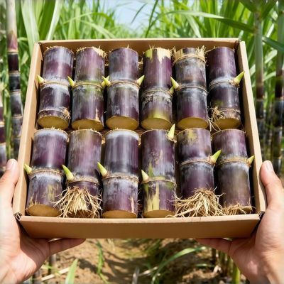 正宗广西云南黄金甘蔗薄皮南北易种批发