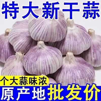 【3斤干蒜】金乡紫皮大蒜干蒜正宗山东紫白皮特大果大蒜头批发