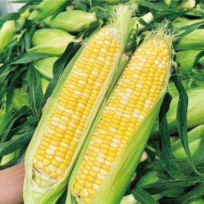 当季云南金银双色水果玉米新鲜甜嫩带壳大盒装甜玉米暴甜多汁精选