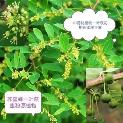 蜜蜂蜜粉源植物一叶萩灌木老桩小桩四季蜜粉源盆景耐高温专用高档