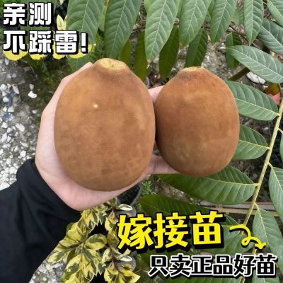 改良嫁接矮化古布阿苏果树苗南北方早熟品种水果树苗盆栽地栽种植