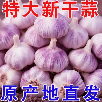 正宗金乡紫白皮大蒜农家大蒜头清仓批发商用便宜新干蒜