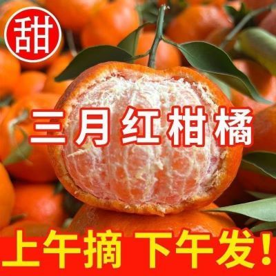 正宗默科特三月红橘子新鲜重庆当季水果薄皮桔子应季陈皮原料整箱