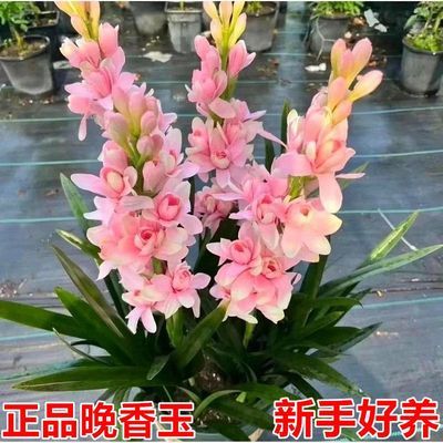 正品重瓣晚香玉盆栽花卉浓香型夜来香阳台办公室庭院耐寒四季开花