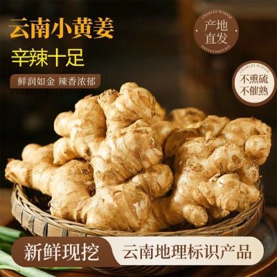 多 云南小黄姜新鲜现挖辛辣生姜农家营养土生老姜月子姜大块批发