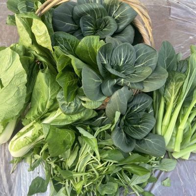 山东新鲜2.5斤青菜混合蔬菜油菜等组合拼装水煮火锅菜品叶菜组合