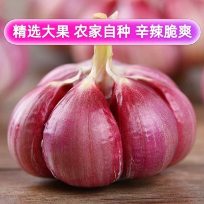 正宗云南紫皮鲜蒜蒜头大果2026当季大蒜现挖红皮自种农家新鲜薄皮