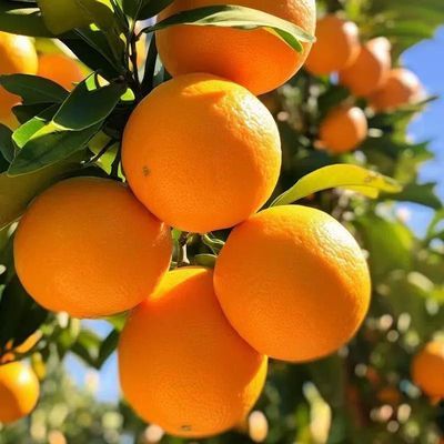 应季水果高山脐橙现摘新鲜橙子甜橙整箱包邮当季薄皮爆汁