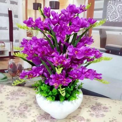 【十里飘香】懒人新品清香玉球根兰花盆栽花卉大全耐寒四季开花