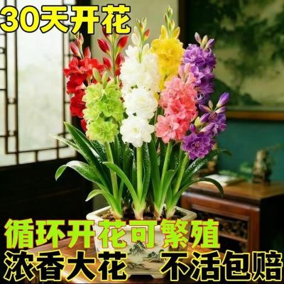 【正宗】晚香玉/重瓣盆栽花卉浓香型夜来香庭院耐寒/四季开花正品