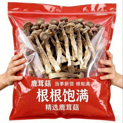 【净重发货】鹿茸菇干货整根净重鹿茸菌菇火锅食材鹿耳菇煲汤批发