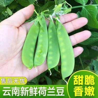 新鲜荷兰豆云南高原露天现摘甜豌豆菜豆角时令菜特价包邮