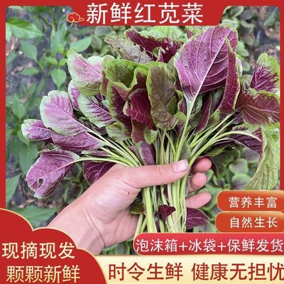 贵州农家红苋菜 现采现发清炒煮汤凉拌直发食用新鲜商用汉菜