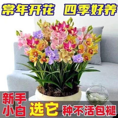 【香水兰花】耐寒耐热四季开花橙心兰花水球根土培水培浓香型植物