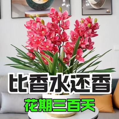 【十里飘香】懒人新品清香玉球根兰花盆栽花卉大全耐寒四季开花