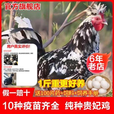 正宗贵妃鸡一斤鸡活苗贵妃鸡苗活苗鸡半大脱温鸡苗观赏鸡成年
