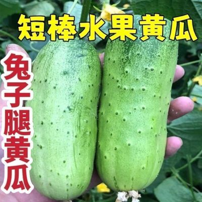兔子腿水果型正宗水果黄瓜种子短棒瓜籽大田小院春秋两季播种早熟