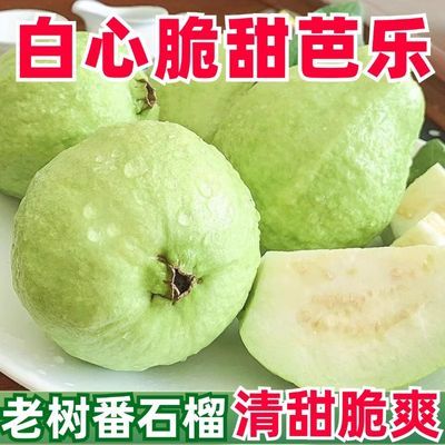 脆甜芭乐番石榴清甜清脆珍珠桃白心老树南方特产巴乐应季新鲜水果