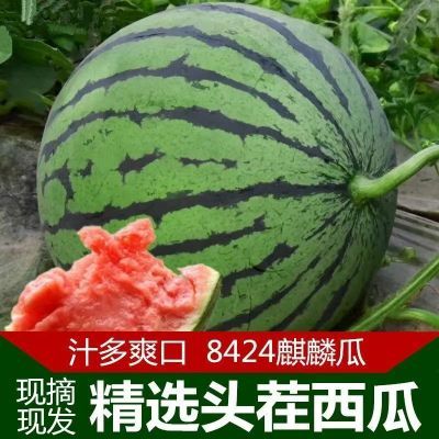 【冰糖正宗麒麟】西瓜脆甜西瓜8424现摘薄皮无籽有籽美都新鲜水果
