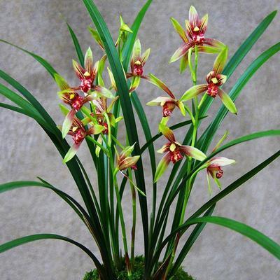 【花农直销】耐寒耐热好养兰花球四季开花浓香型建兰室内绿植花卉