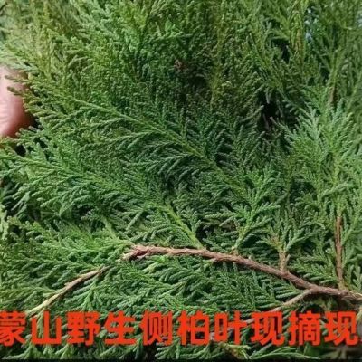沂蒙山新鲜侧柏叶现采现发野生扁柏叶洗头养发熏腊肉现摘现发