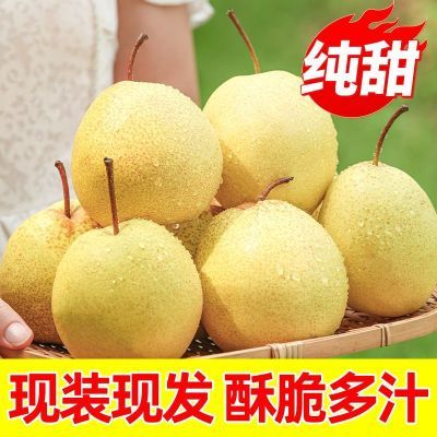 正宗山西贡梨酥梨老树梨子新鲜水果黄皮大果应季水果整箱产地直发