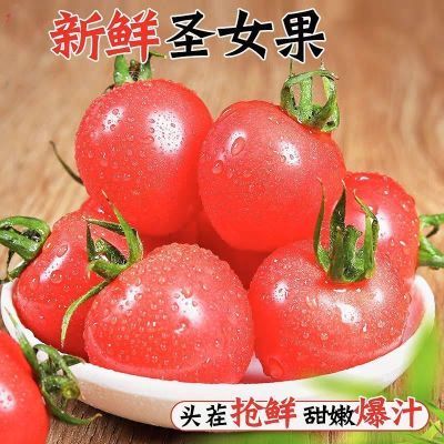圣女果小番茄千禧果超甜爆甜薄皮云南广西新鲜现摘纯天然便宜批发