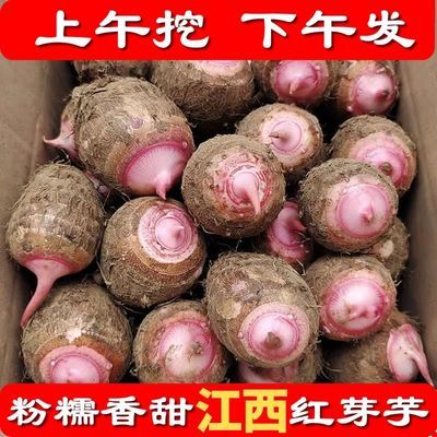 正宗江西新鲜芋头红芽芋艿毛芋头软糯粉香小芋头新鲜现挖现发批发