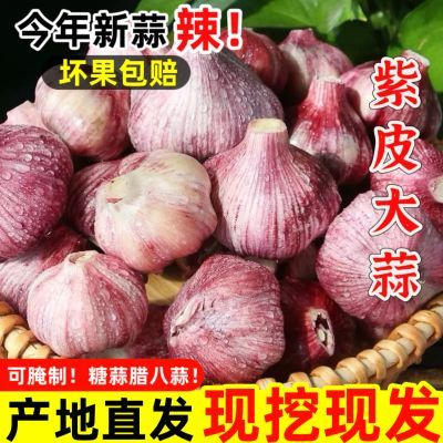 云南新鲜大蒜现挖湿蒜紫红皮大蒜头糖醋蒜腊八蒜多瓣蒜包邮批发价