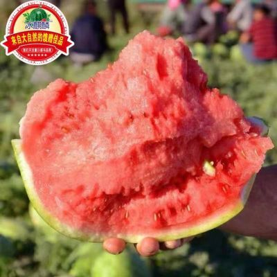正宗冰糖麒麟西瓜超甜薄皮8424西瓜应季无籽有籽现摘整箱新鲜水果