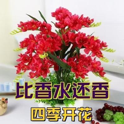 【爆款新品】新品盆栽花卉十里飘香懒人清香玉球根耐寒四季开花