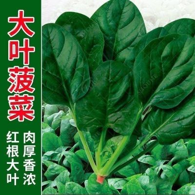 当季农家露天种植有机大颗菠菜现摘现发火锅配菜批发价叶菜类新鲜